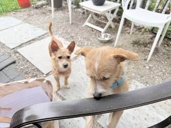 Wirehaired Terrier Dogs Available for Adoption in Pleasant Valley, New York - Waffles And Pancake | PetCurious