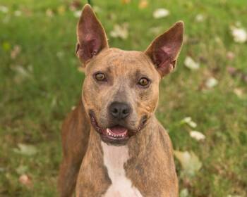 HONEY -  Terrier Dog for Adoption in Southaven, Mississippi - HONEY | PetCurious