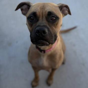 Mika -  Mixed Breed Dog for Adoption in Janesville, Wisconsin - Mika | PetCurious