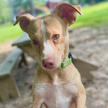Bunny -  Terrier Dog for Adoption in Bloomfield, Connecticut - Bunny | PetCurious