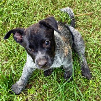 Maple Syrup -  Cattle Dog Dog for Adoption in Albany, New York - Maple Syrup | PetCurious