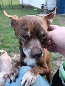 Chihuahua Dogs Available for Adoption in New London, Wisconsin - Butch | PetCurious