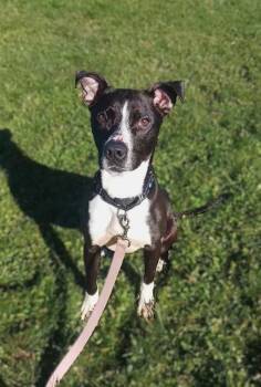 Rescue Pit Bull Terrier Dogs for Adoption in Prairie Du Chien, Wisconsin - Donny | PetCurious