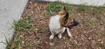 Jack Russell Terrier and Shetland Sheepdog Sheltie Dogs Available for Adoption in Brooksville, Florida - Cricket | PetCurious