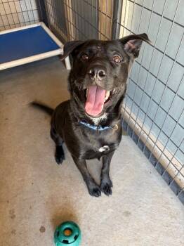 Sheffield -  Labrador Retriever and Mixed Breed Dog for Adoption in Fort Collins, Colorado - Sheffield | PetCurious