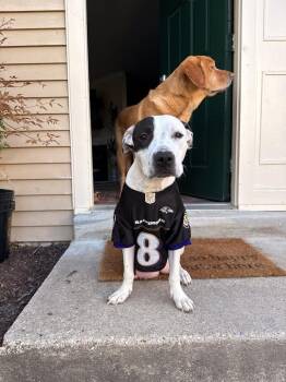 Pit Bull Terrier Dogs Available for Adoption in Columbia, Maryland - Petey | PetCurious