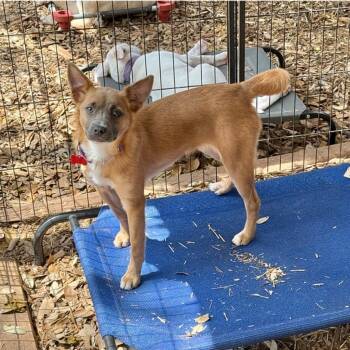 Rescue Carolina Dog and Mixed Breed Dogs for Adoption in Boerne, Texas - Lavender | PetCurious