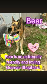 German Shepherd Dog Dogs Available for Adoption - Bear | PetCurious