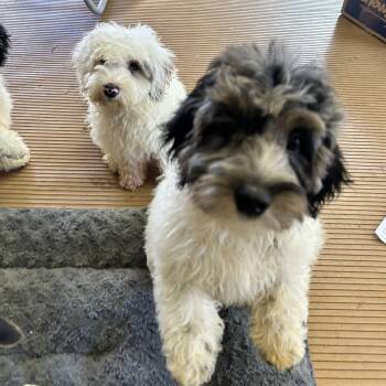 TATER (mini) -  Bernedoodle Dog for Adoption in Rossford, Ohio - TATER (mini) | PetCurious