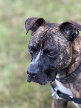 Rescue Boxer Dogs for Adoption in Morris, New York - RUPERT | PetCurious