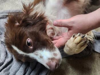 COFFEE 234-26 -  Australian Shepherd Dog for Adoption in Cambridge, Ohio - COFFEE 234-26 | PetCurious
