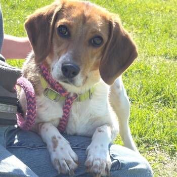 Beagle Dogs Available for Adoption in Morristown, Vermont - Daisy | PetCurious