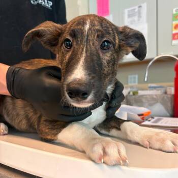 French Fry -  Mixed Breed Dog for Adoption in Huntington, West Virginia - French Fry | PetCurious