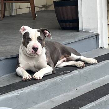 Rescue Mixed Breed Dogs for Adoption in San Francisco, California - Astrid | PetCurious