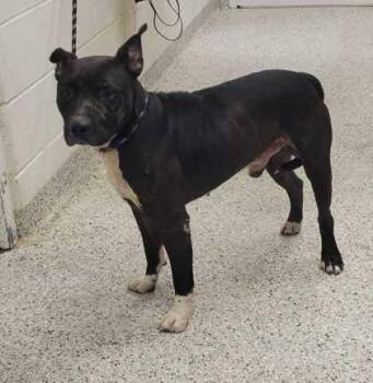 Lemmy -  Pit Bull Terrier and Mixed Breed Dog for Adoption in Kansas City, Missouri - Lemmy | PetCurious