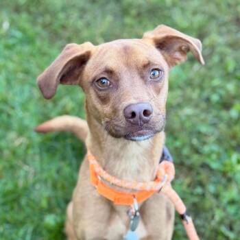 Zula -  Retriever and Mixed Breed Dog for Adoption in Pittsford, Vermont - Zula | PetCurious