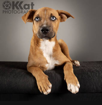 Rescue Pit Bull Terrier Dogs for Adoption in Edmond, Oklahoma - Fox | PetCurious