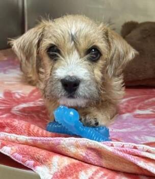 Cairn Terrier Dogs Available for Adoption in Tifton, Georgia - Pudding | PetCurious