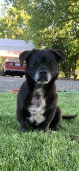 Chunks -  Dachshund Dog for Adoption in Selah, Washington - Chunks | PetCurious
