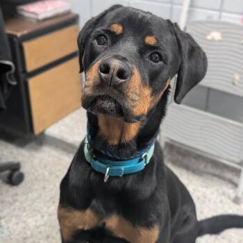 Luka -  Mixed Breed and Rottweiler Dog for Adoption in West Olive, Michigan - Luka | PetCurious