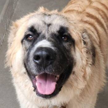 Pony/nova -  Anatolian Shepherd Dog for Adoption in Kingman, Arizona - Pony/nova | PetCurious
