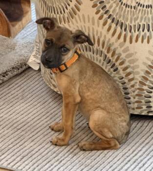 Rescue Chihuahua and Boxer Dogs for Adoption in Atlanta, Georgia - Jasmine | PetCurious