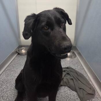 Shepherd Dogs Available for Adoption in North Battleford, Saskatchewan - Squirrel | PetCurious