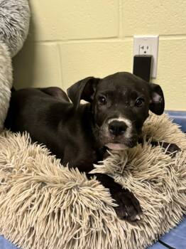 Sonar -  Mixed Breed Dog for Adoption in St. Joseph, Michigan - Sonar | PetCurious