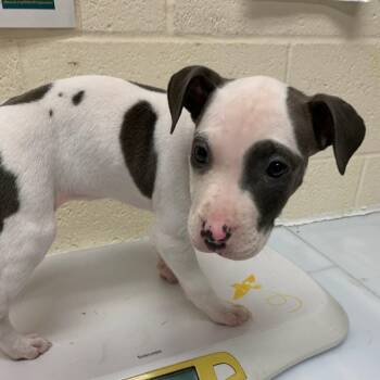 BAYLEE (Sunflower) -  Mixed Breed Dog for Adoption in Memphis, Tennessee - BAYLEE (Sunflower) | PetCurious