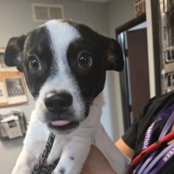 Rescue Cattle Dog Dogs for Adoption in San Jacinto, California - Jayden | PetCurious