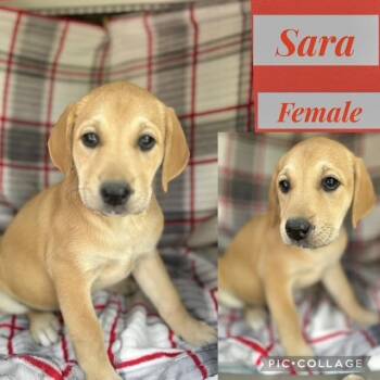 Labrador Retriever Dogs Available for Adoption in Manchester, Connecticut - Sara | PetCurious