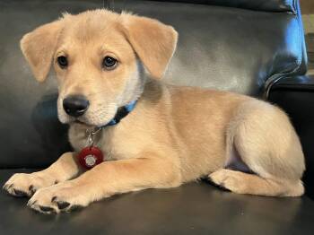 Labrador Retriever Dogs Available for Adoption in Nashville, Tennessee - Tim | PetCurious