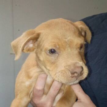 Terrier Dogs Available for Adoption - Julian | PetCurious