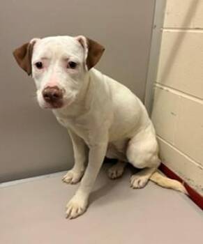 Peony -  Pit Bull Terrier Dog for Adoption in Mason City, Iowa - Peony | PetCurious