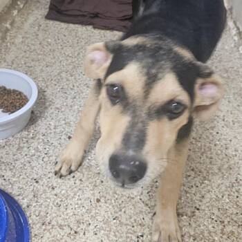 Jack -  Mixed Breed Dog for Adoption in Donalsonville, Georgia - Jack | PetCurious