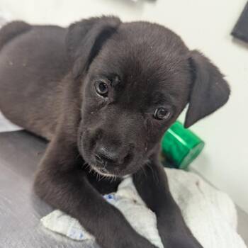 LaToya -  Terrier Dog Available for Adoption in Birmingham, Alabama - LaToya | PetCurious