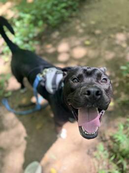 DREW -  Pit Bull Terrier Dog for Adoption in Charlotte, North Carolina - DREW | PetCurious