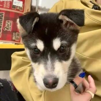 Husky Dogs Available for Adoption - Rose | PetCurious