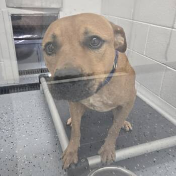 Bobby 26-244 -  Pit Bull Terrier Dog for Adoption in Tawas City, Michigan - Bobby 26-244 | PetCurious