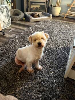 Angel -  Terrier and Maltese Dog for Adoption in Minneapolis, Minnesota - Angel | PetCurious