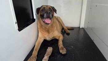SNOOPY -  Mastiff and Mixed Breed Dog for Adoption in Charlotte, North Carolina - SNOOPY | PetCurious
