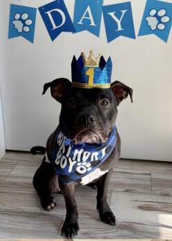 Rescue American Staffordshire Terrier Dogs for Adoption - Finn | PetCurious