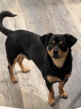 Dachshund and Miniature Pinscher Dogs Available for Adoption in Orange, California - Twix | PetCurious