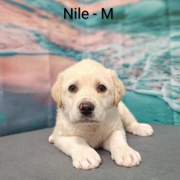 Nile -  Great Pyrenees and Labrador Retriever Dog for Adoption in Griswold, Connecticut - Nile | PetCurious