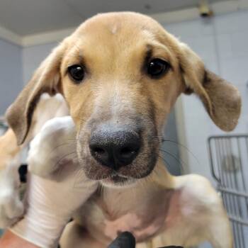 Rescue Black Mouth Cur and Hound Dogs for Adoption in Hattiesburg, Mississippi - Elroy | PetCurious