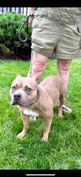 Rescue American Bully Dogs for Adoption in Trout Valley, Illinois - Hazel | PetCurious