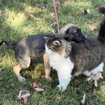 Aeri -  Shepherd Dog for Adoption in Locust Fork, Alabama - Aeri | PetCurious
