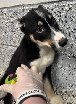 Siberian Husky and Mixed Breed Dogs Available for Adoption in West Chester, Pennsylvania - Marshall | PetCurious