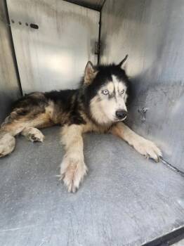 KOVU -  Siberian Husky Dog for Adoption in San Antonio, Texas - KOVU | PetCurious