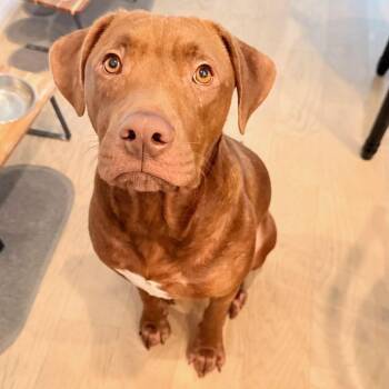 Forrest -  Vizsla Dog for Adoption in Houston, Texas - Forrest | PetCurious